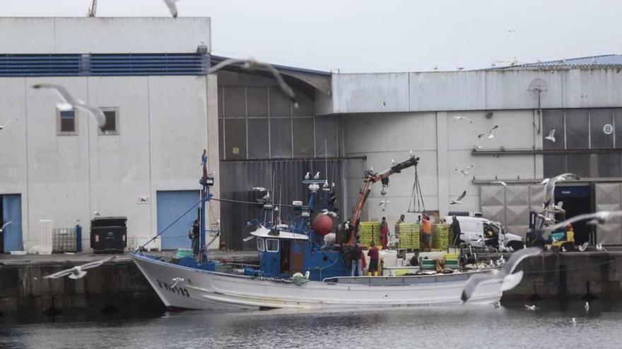 Un buque cerquero descargando sardina en el puerto de Vigo este año. // Adrián Irago