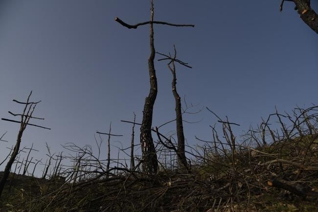 El bosc de les creus d'Òdena