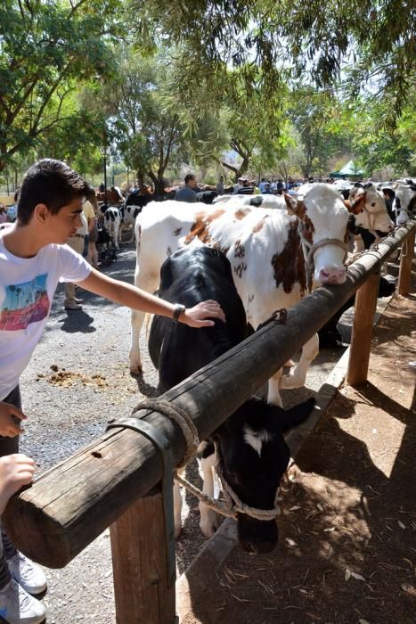 Feria de ganado, misa y procesión de San Miguel