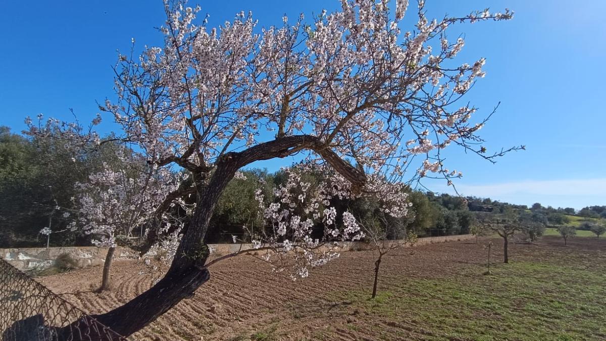 Los almendros en flor, en imágenes