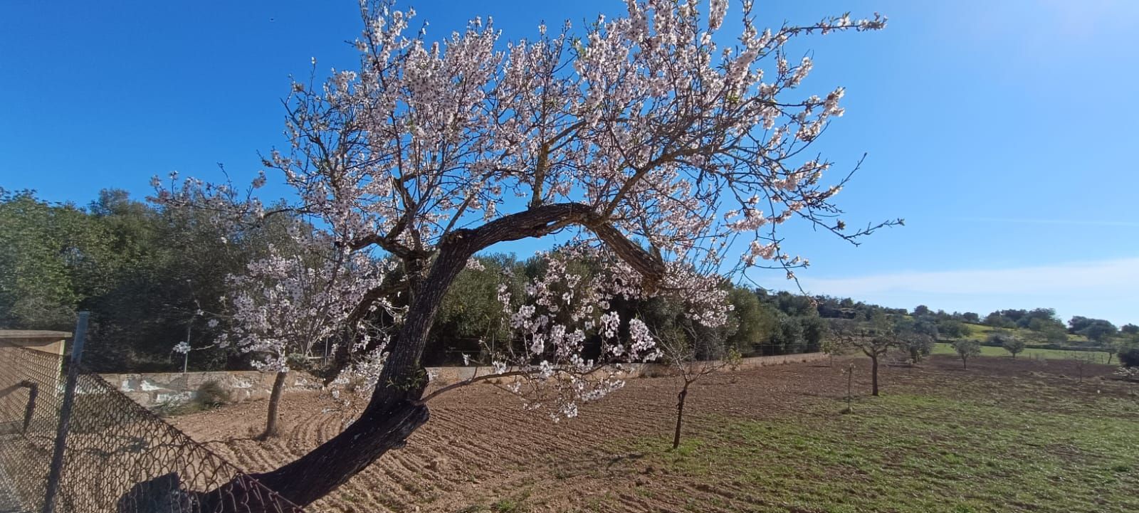 Los almendros en flor, en imágenes