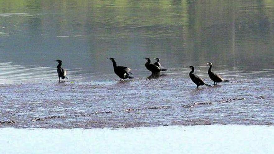 Un grupo de cormoranes grandes, ayer, en la ría.