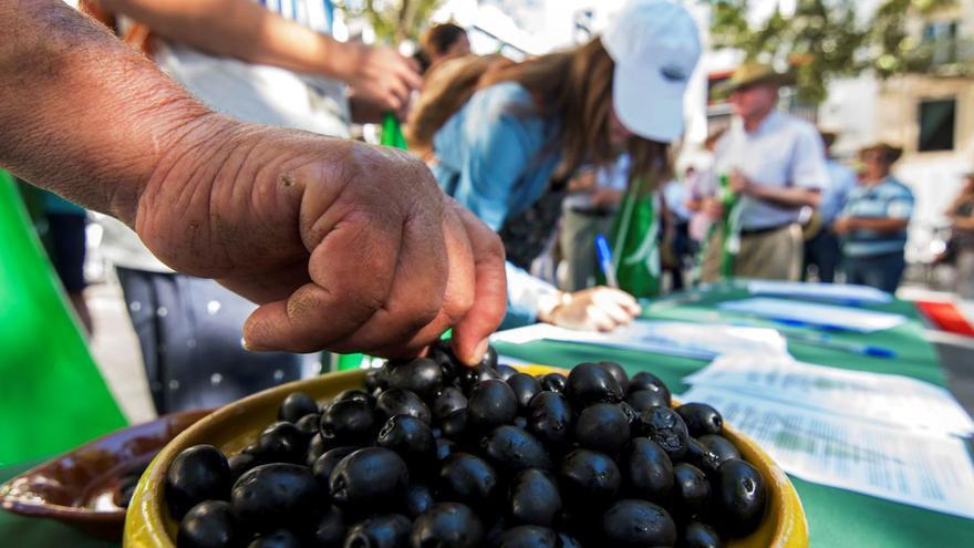 ARANCELES ACEITUNA NEGRA | Los aranceles a la aceituna negra han supuesto unas pérdidas de 260 millones