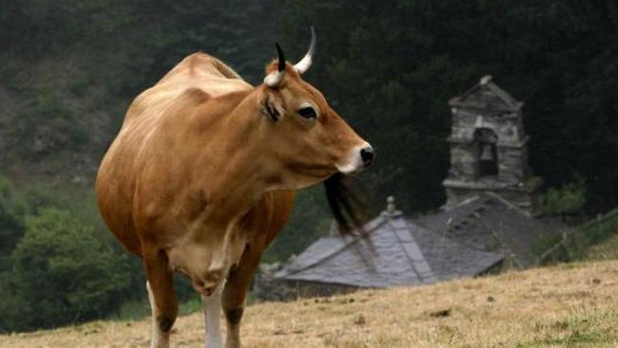 Una vaca sana de la raza asturiana de los valles.