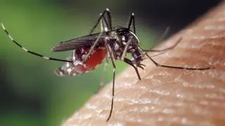 Adiós a las mosquiteras: el invento de Ikea para que no te piquen los mosquitos
