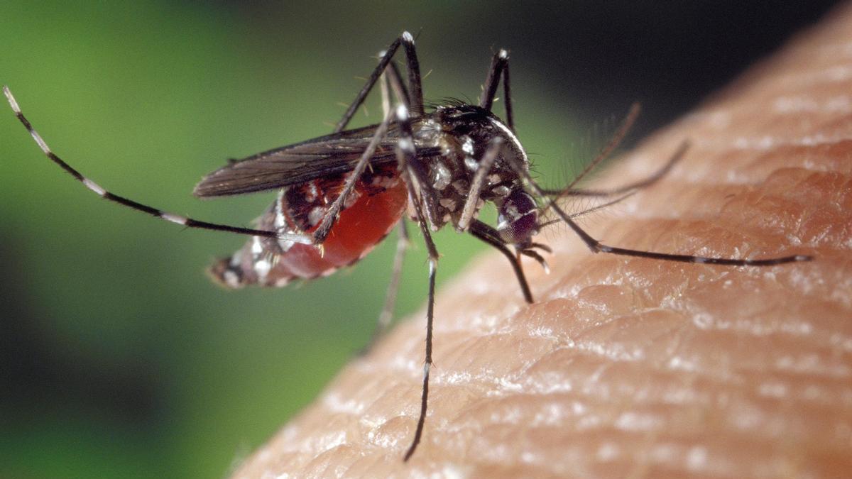 Adiós a que los mosquitos se cuelen en casa: la cucharada del polvo para postre que los repele para siempre