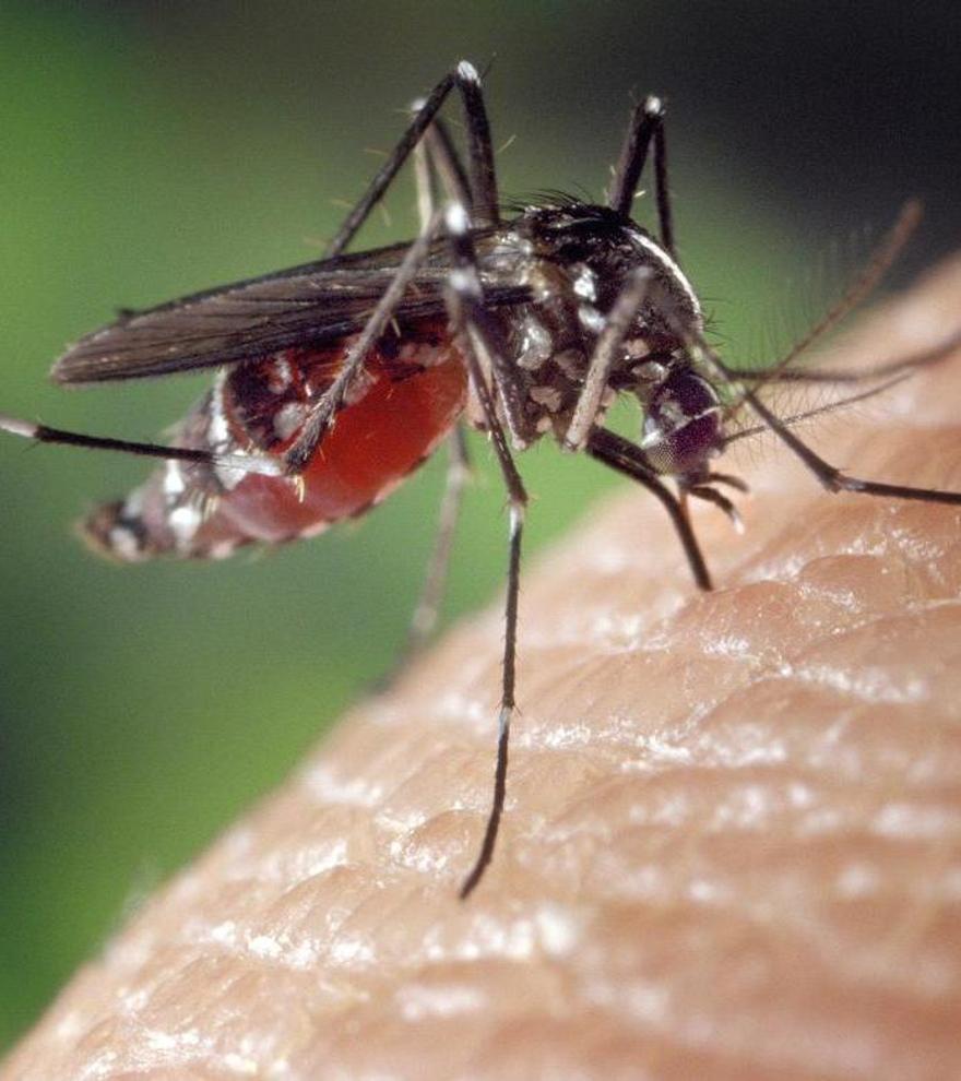 Adiós a que los mosquitos se cuelen en casa: la cucharada del polvo para postre que los repele para siempre