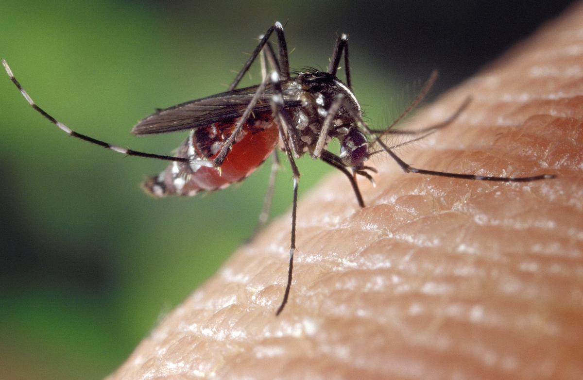 Mosquito picando a un humano.
