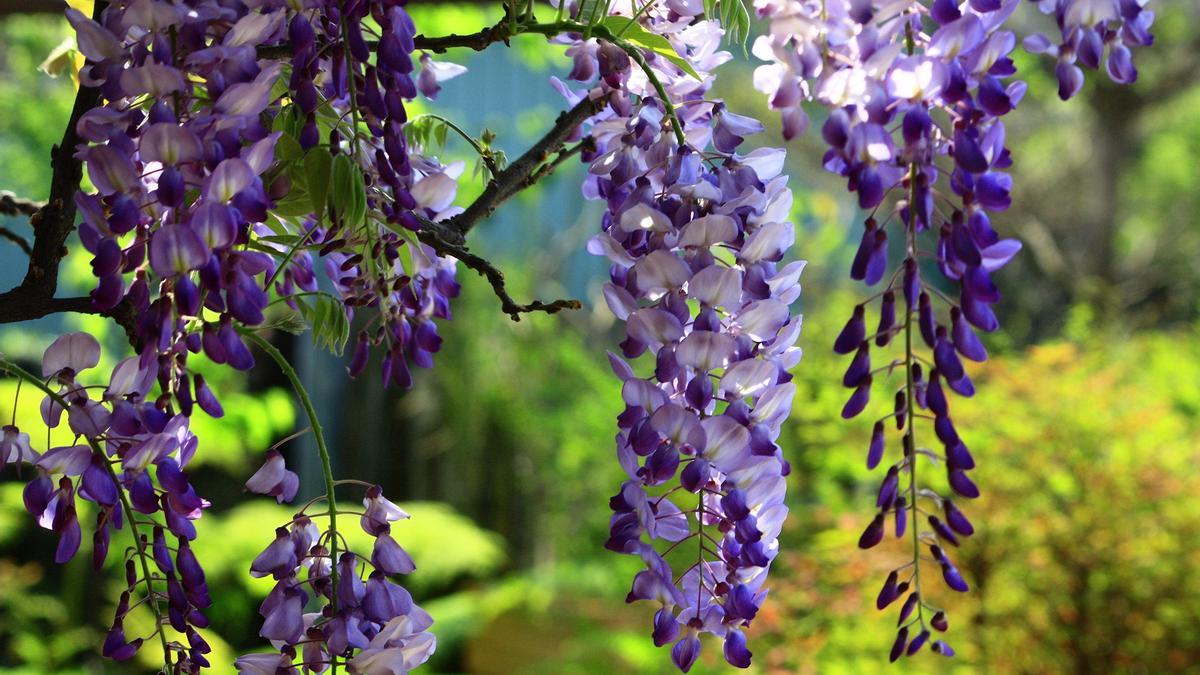 GLICINA PLANTA | La flor morada más llamativa que puedes tener en casa y  que te durará toda la vida