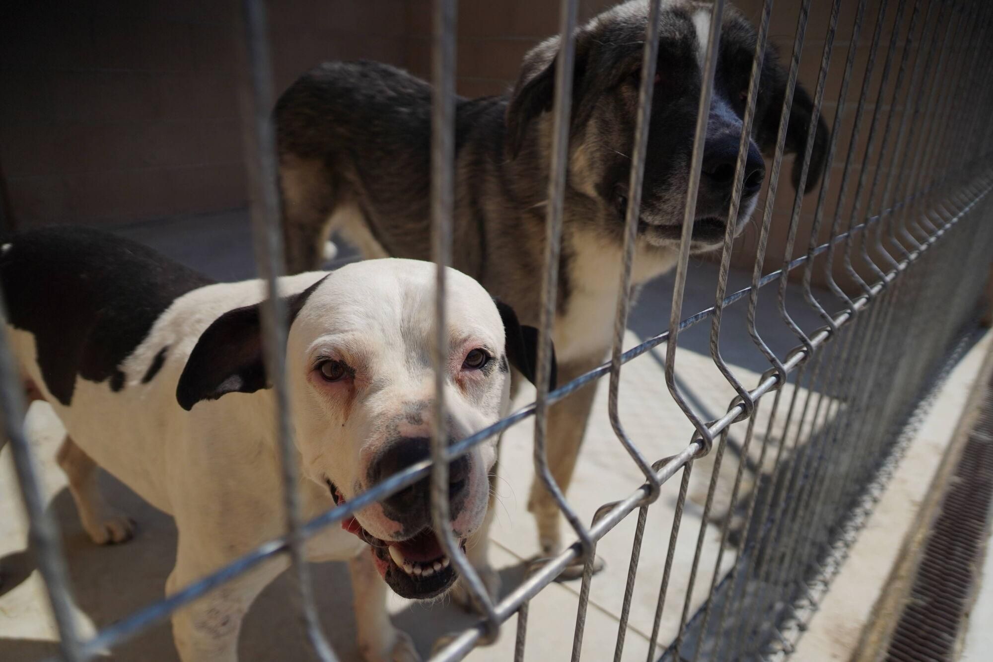 Visita a las instalaciones del nuevo Centro de Protección Animal