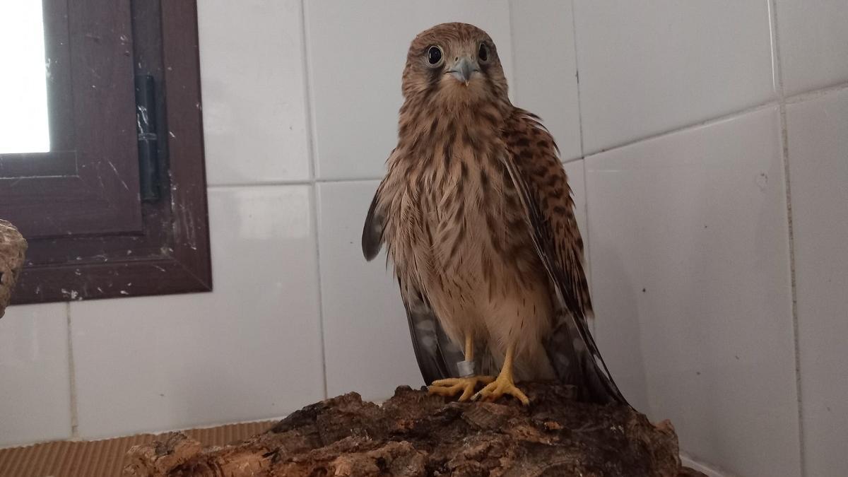 El cernícalo recuperado se encuentra en perfecto estado.