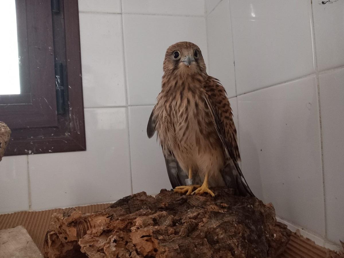 El cernícalo recuperado se encuentra en perfecto estado.