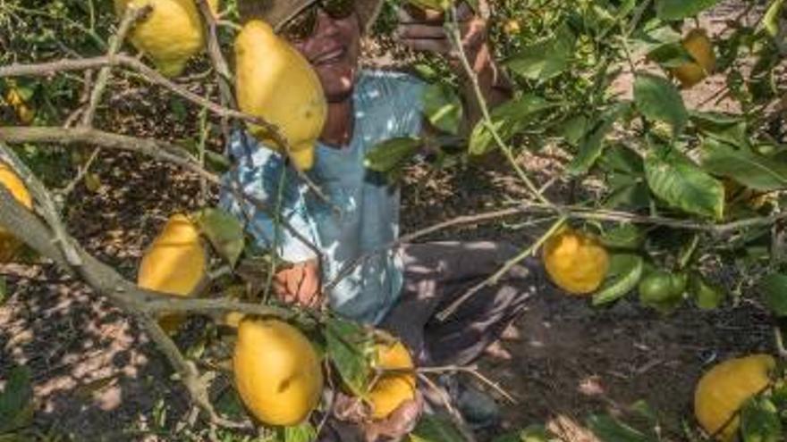 Los agricultores logran el mejor año de cítricos desde 2006