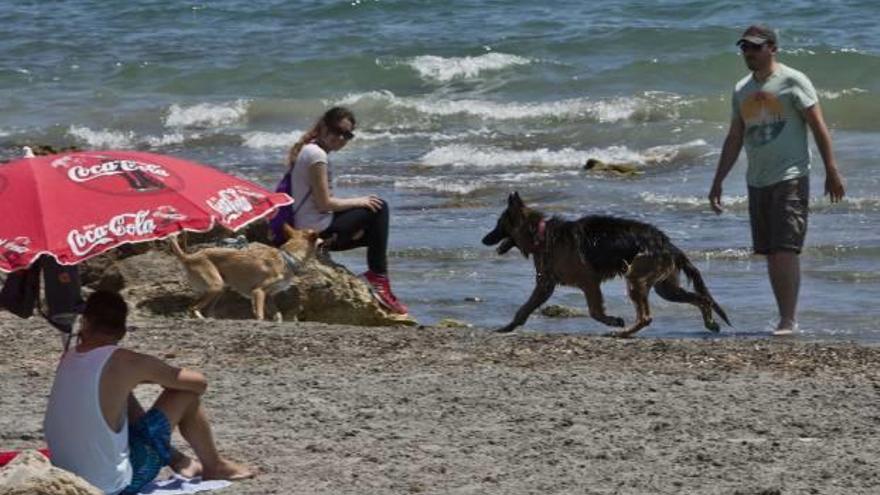 La playa canina de Santa Pola este verano.