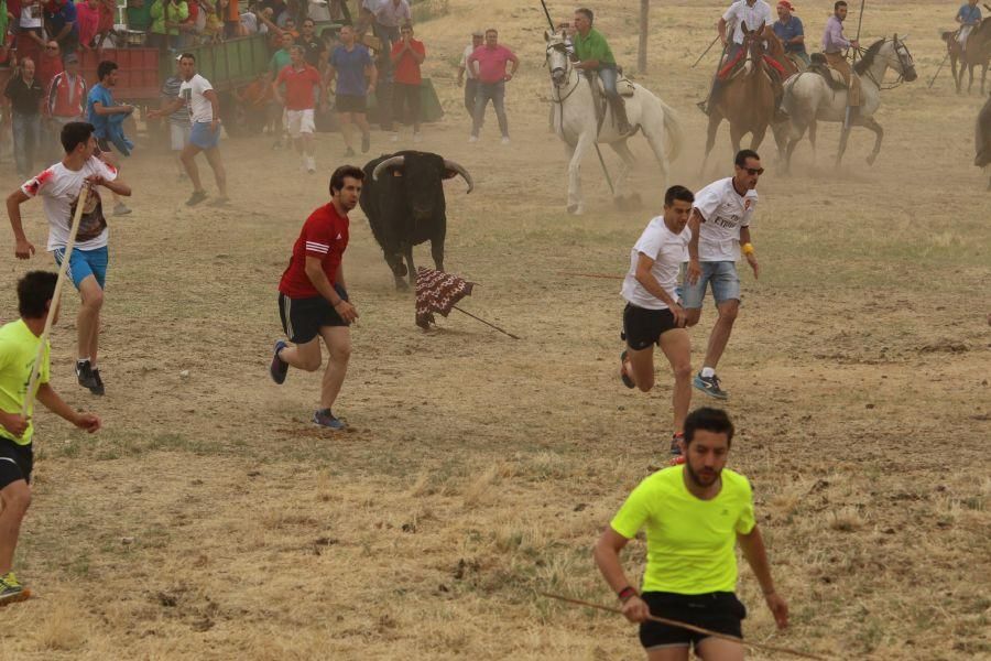 Segundo encierro taurino en Guarrate