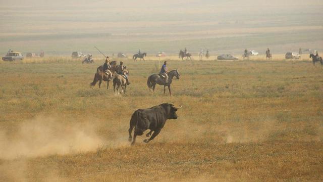 Encierro campero de Coreses, del pasado año. | L. O. Z.