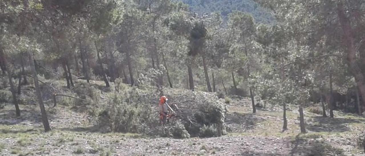 El Consell inicia la limpieza de los miles de pinos destrozados de La Carrasqueta