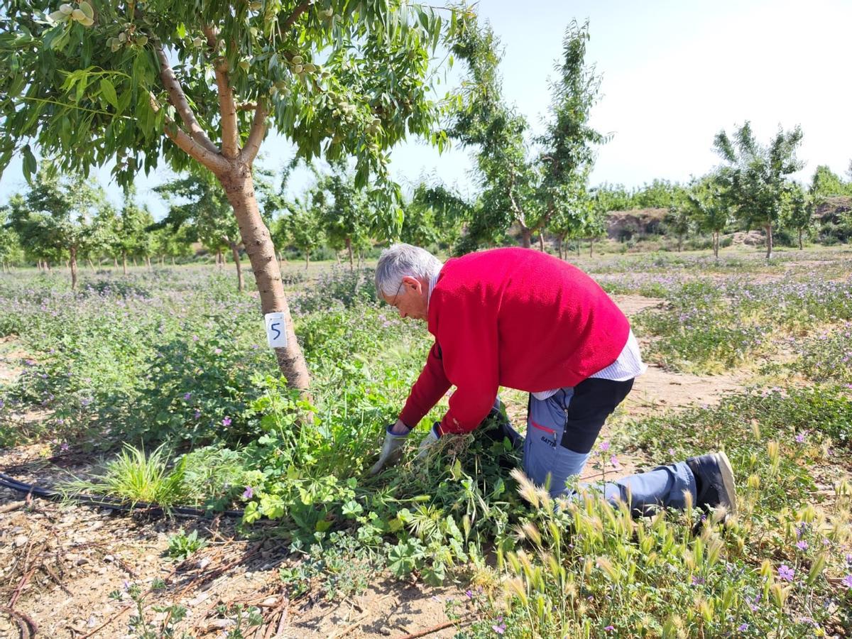 Josep Maria Segarra revisa el sistema de riego de sus almendros.