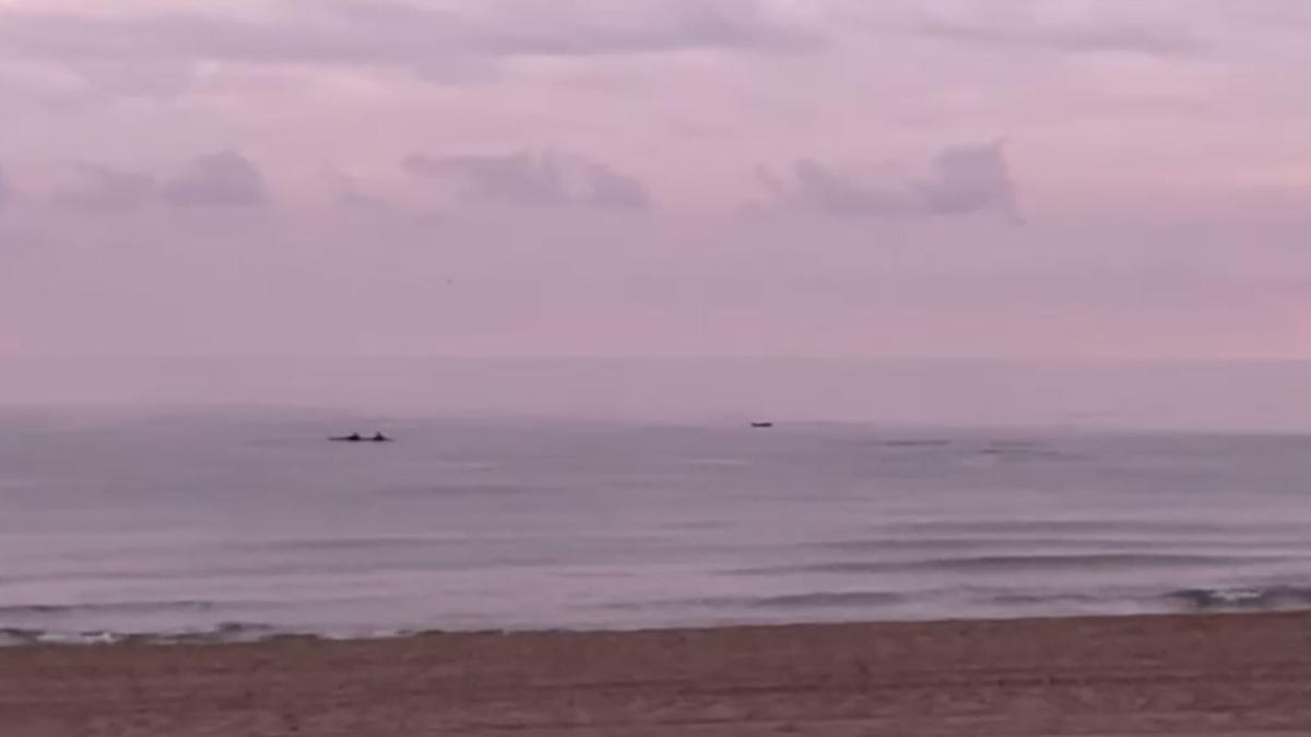 Una manada de delfines recorre la playa de San Juan en la mañana de Navidad