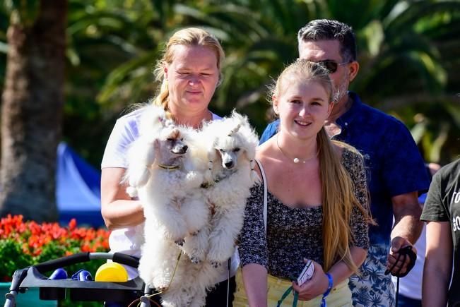 10/12/2016 MASPALOMAS. Feria de Mascotas Maspalomas 2016.Foto: SABRINA CEBALLOS