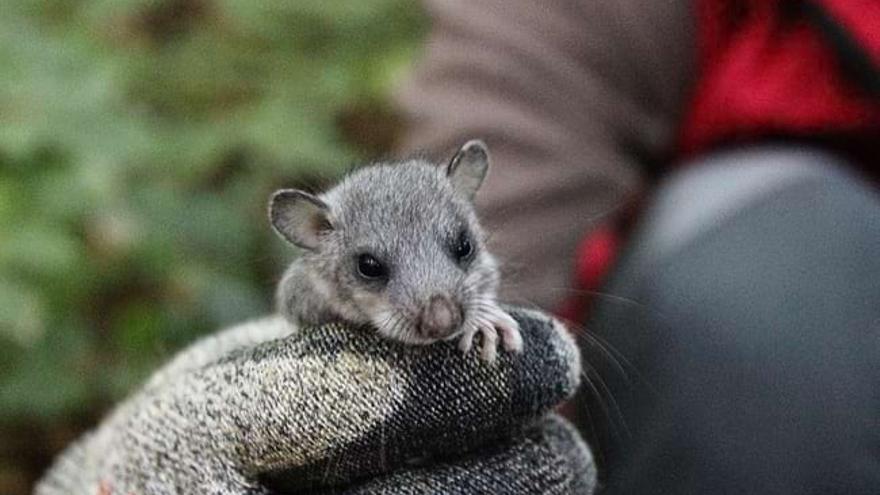 El liró gris torna al Solsonès després de mig segle: així ha arribat la primera família