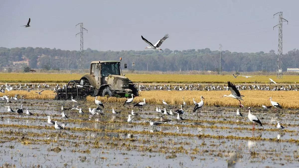 Recoleccion de arroz en Isla Mayor.