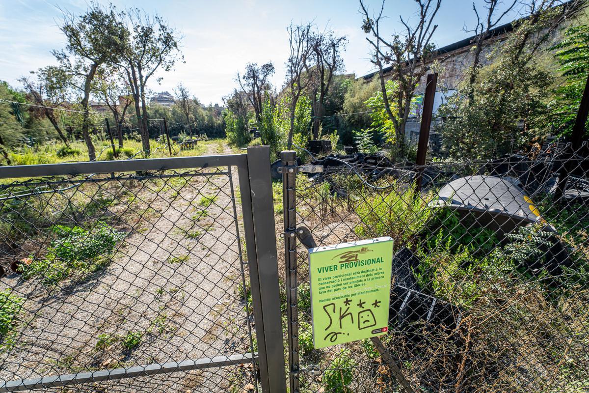 Vivero de arbolado rescatado de las obras de Glòries y con una escasa tasa de supervivencia