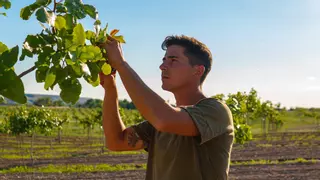Madrid cuadruplica en cinco años la superficie que dedica al cultivo de pistacho: "Tampoco es para hacerse rico"