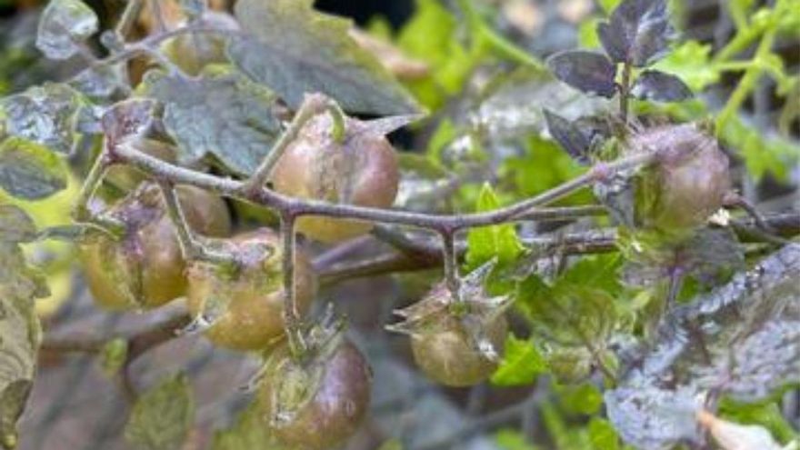 Los tomates de Galápagos evolucionan al revés