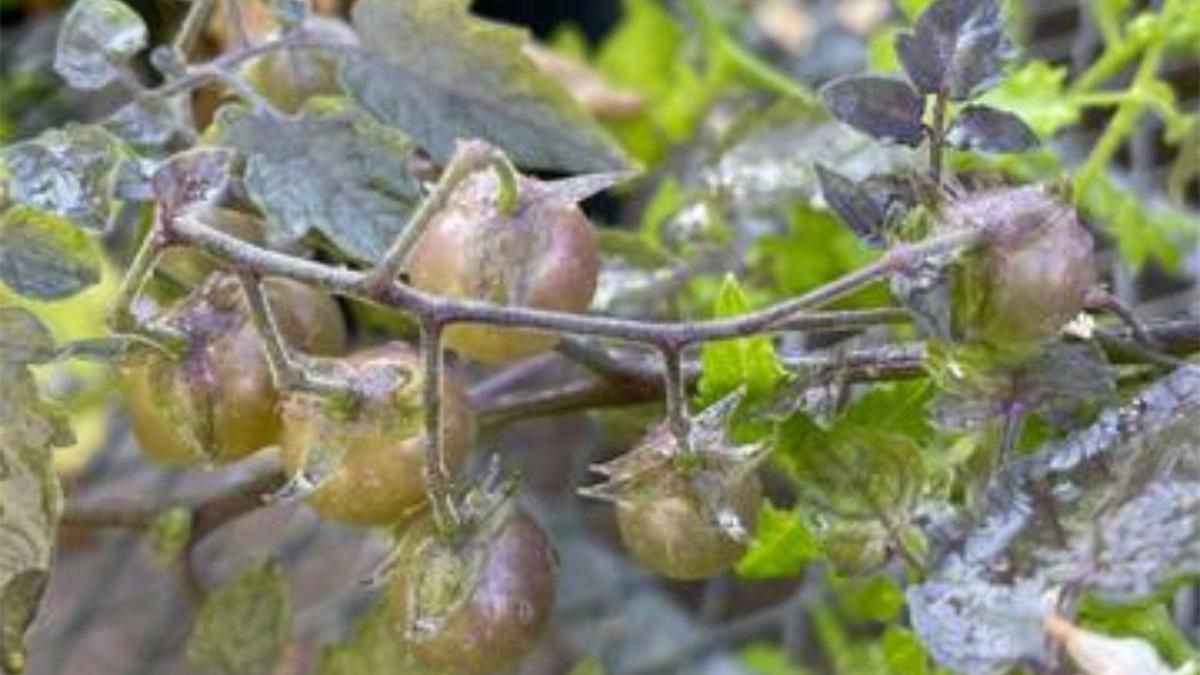 Tomates involucionados de Galápagos.