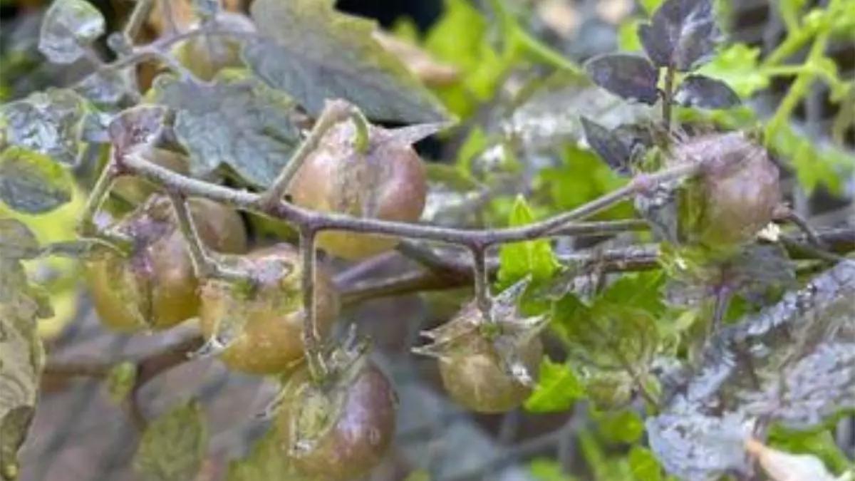 Los tomates de Galápagos evolucionan al revés