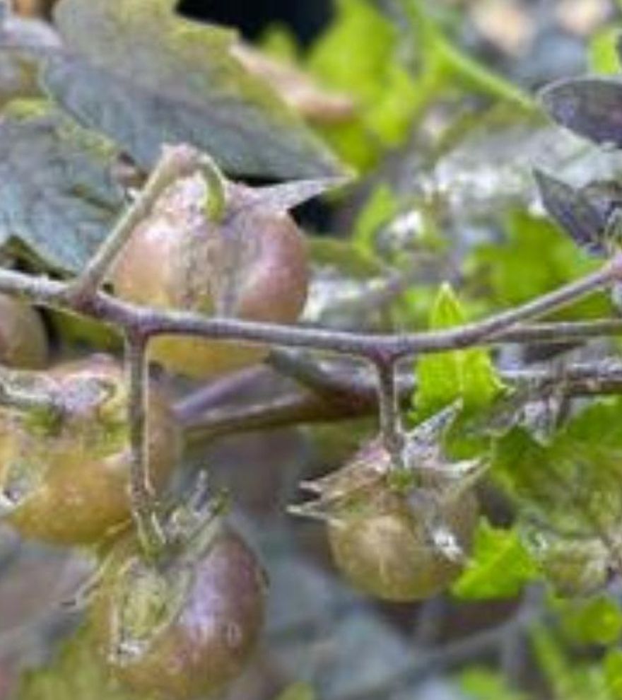 Los tomates de Galápagos evolucionan al revés