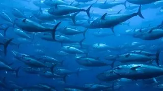La pesca sostenible dona esperança a les tonyines