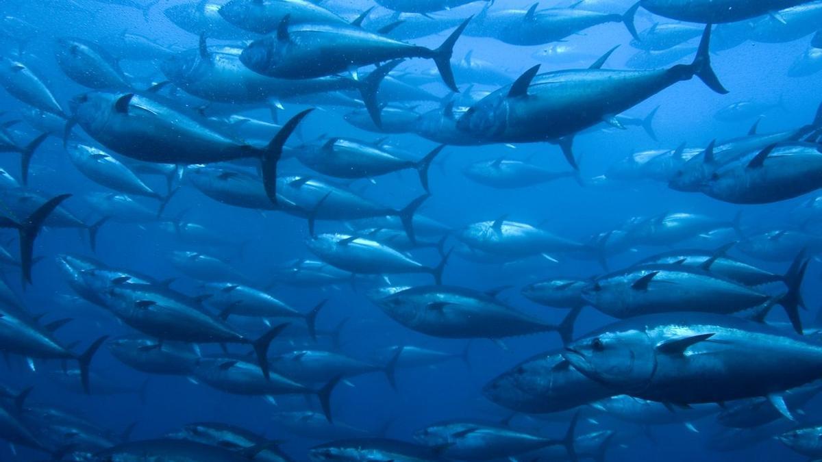 La tonyina roja de l’Atlàntic era una de les espècies més amenaçades per la pesca excessiva.