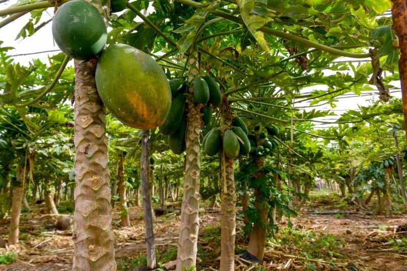 Dos jóvenes agricultores que cultivan, procesan y