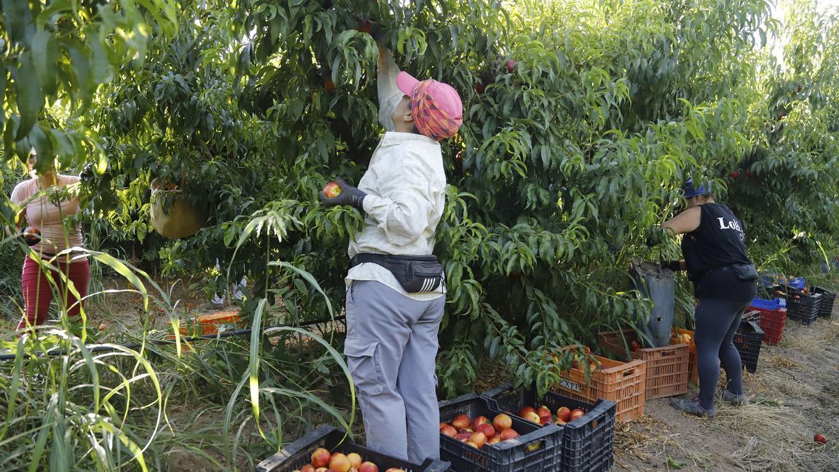 Jornaleras recogen melocotones en una finca de Córdoba.