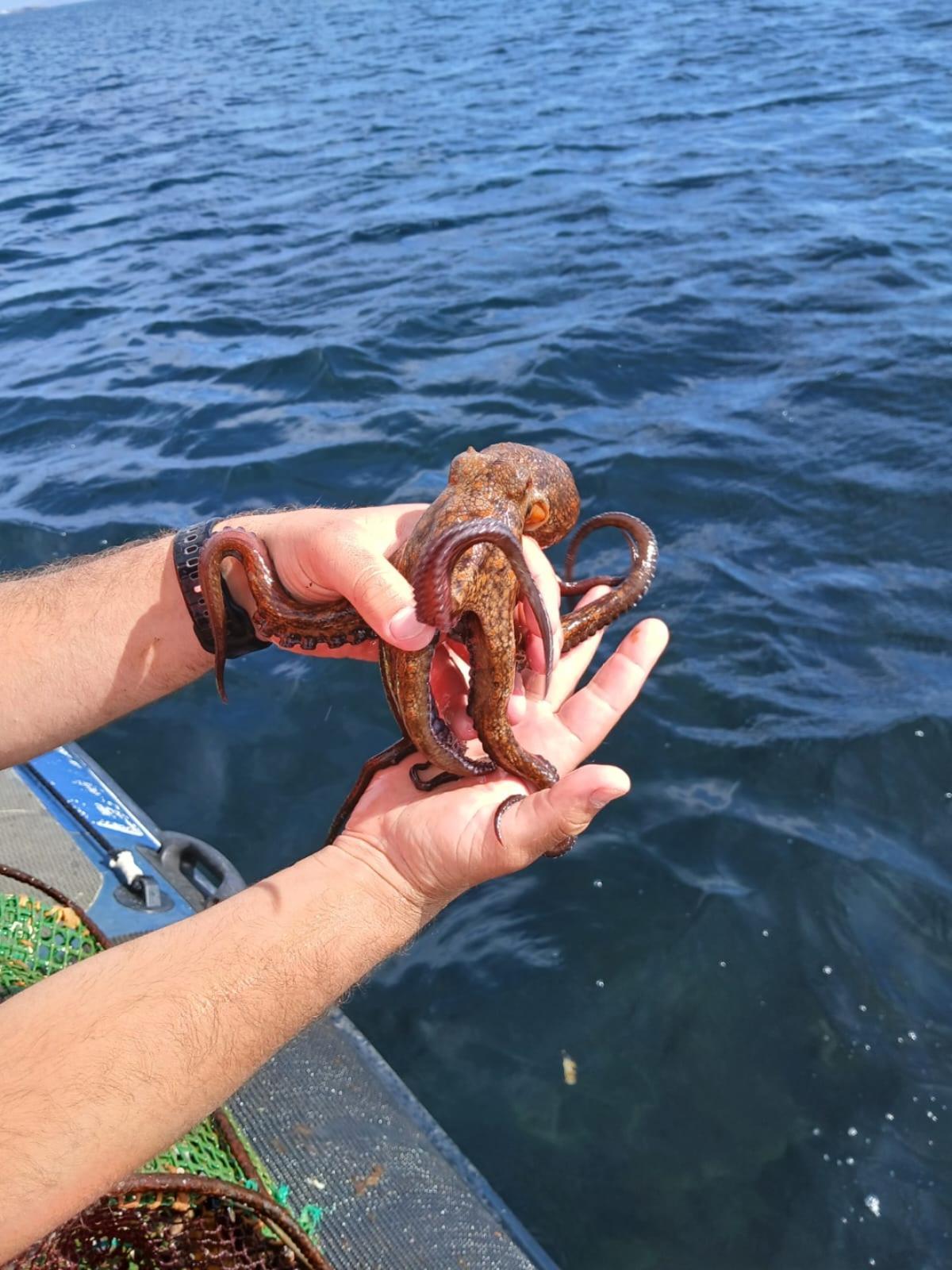 Un ejemplar juvenil devuelto al mar tras ser sacado de un cacharro.