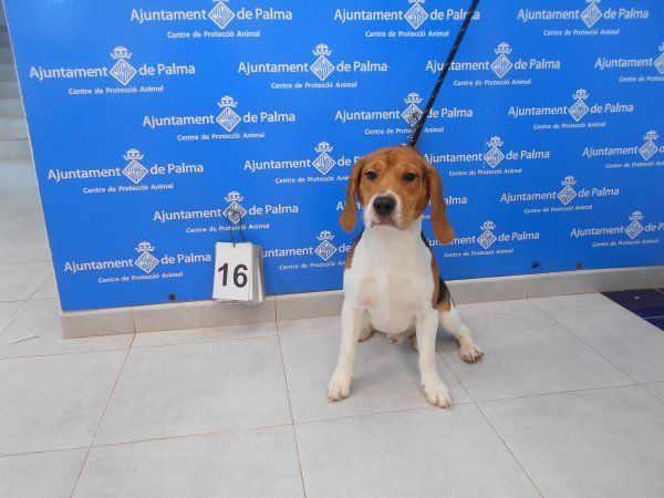 Diese 25 Hunde verschenkt die Stadt Palma de Mallorca