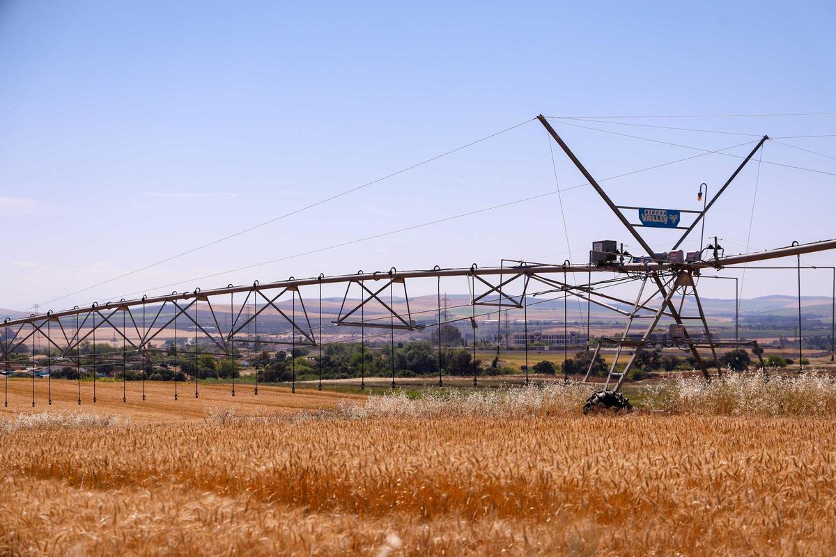 Terrenos de regadío en la finca de Rabanales.