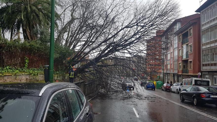 El árbol caído en la calle Río San Martín