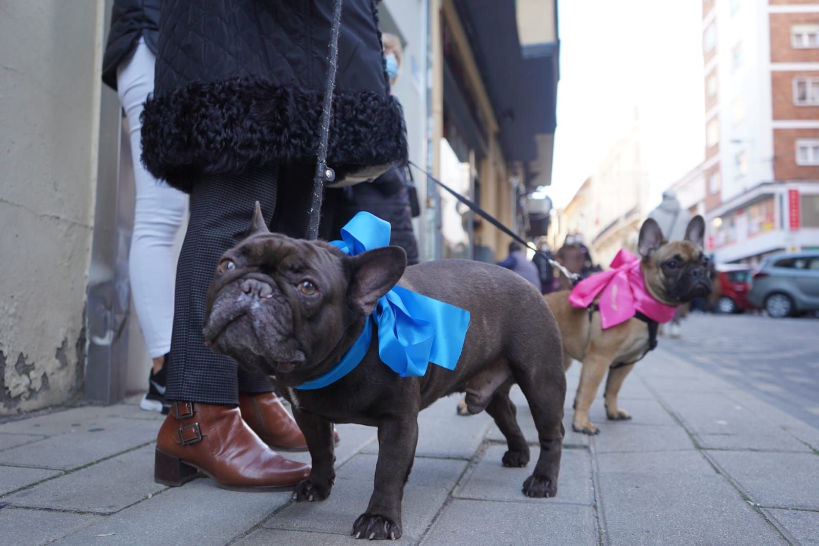 GALERÍA | ¡Benditos animales! Las pequeñas fieras reciben la bendición por San Antón en Zamora