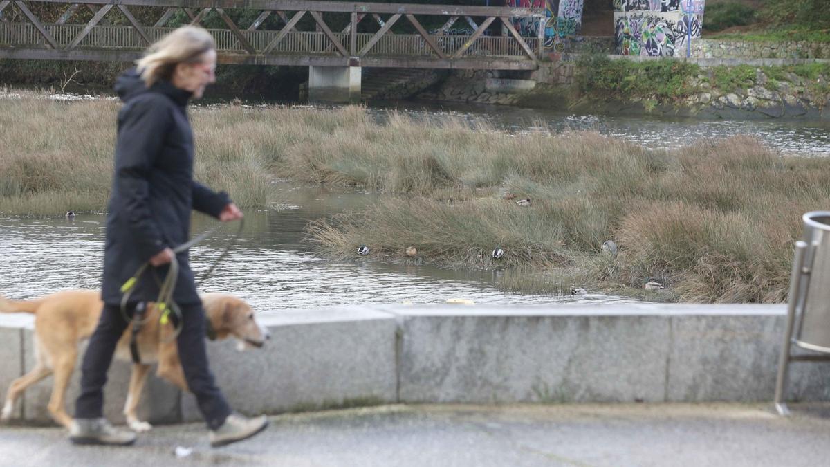 Aves en la ría de O Burgo.