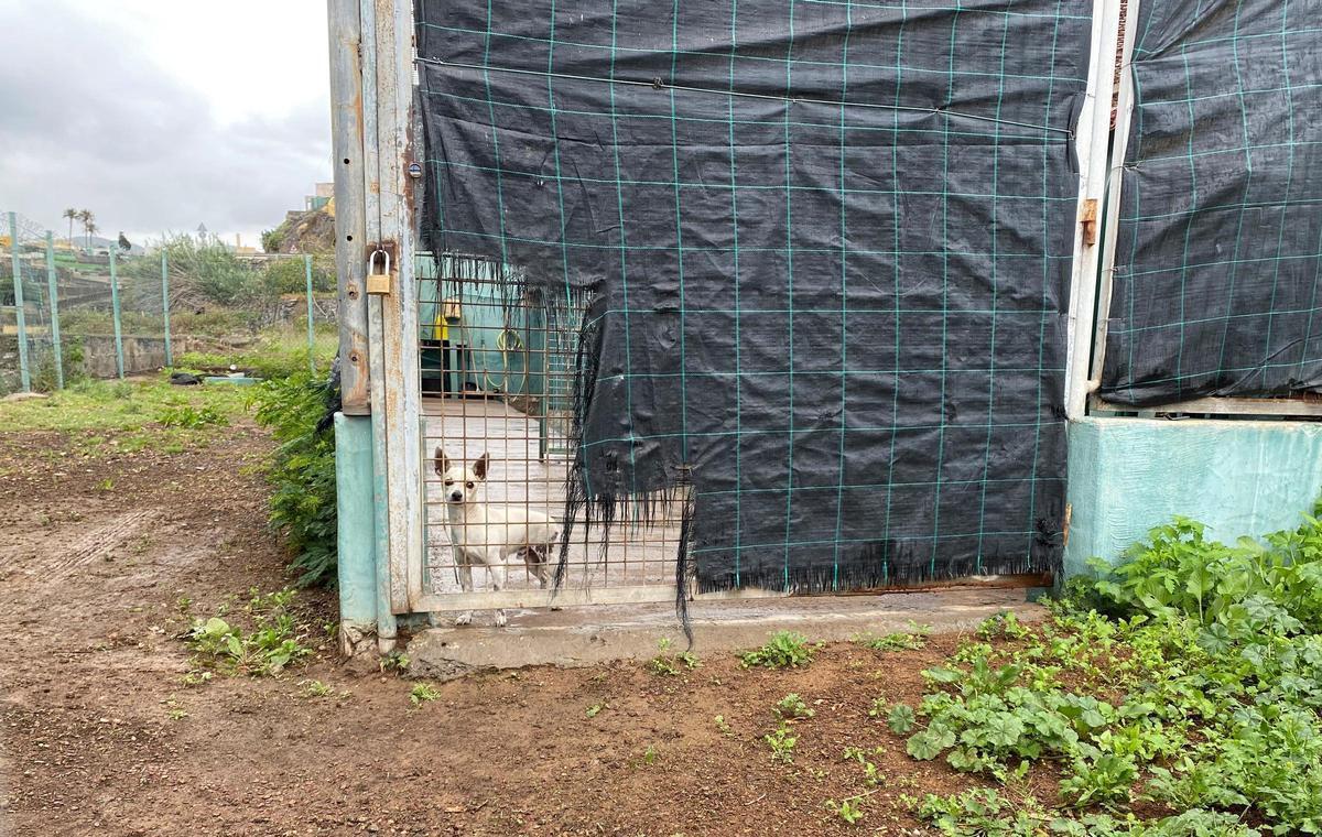 Uno de los perros del actual albergue, en una foto de archivo.