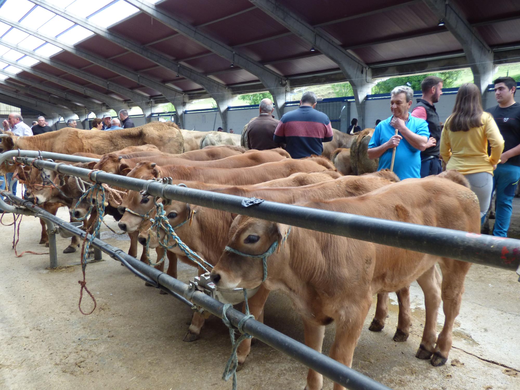 La feria canguesa de la Cruz de Mayo reúne a más de un centenar de cabezas de ganado