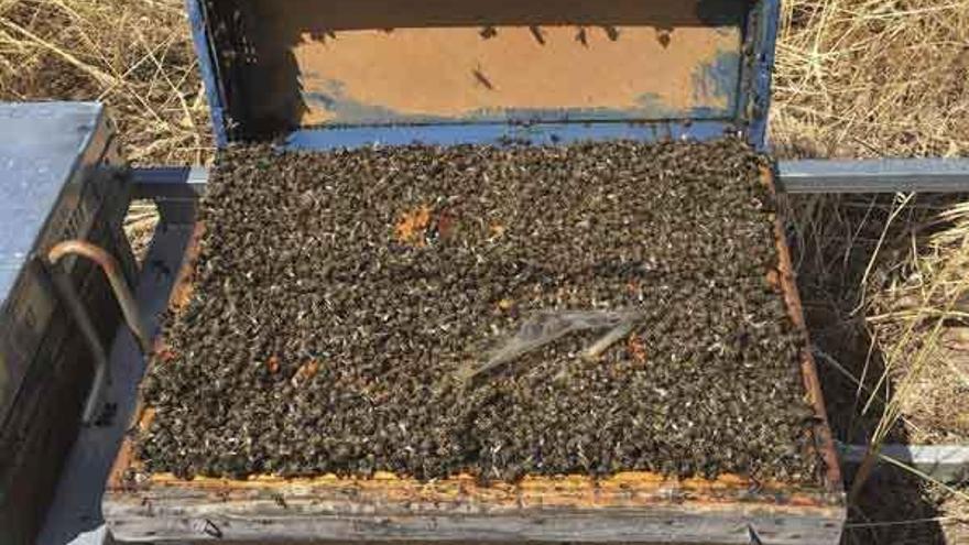 Miles de abejas aparecen muertas en una de las colmenas instaladas en San Vitero.