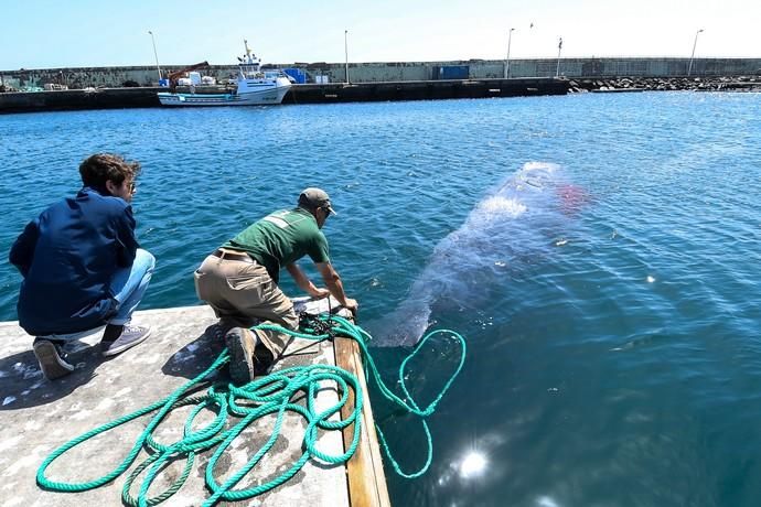 TELDE  13-03-19   TELDE. Localizan a una ballena cachalote hembra de nueve metros muerta flotando en la costa de Telde, la cual fue trasladada hasta el muelle de Taliarte a la espera de sus traslado al vertedero de Juana Grande donde le practicaran la necropsia. FOTOS: JUAN CASTRO