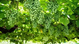 El pleno de la DO Rías Baixas desestima la petición de aumentar los rendimientos