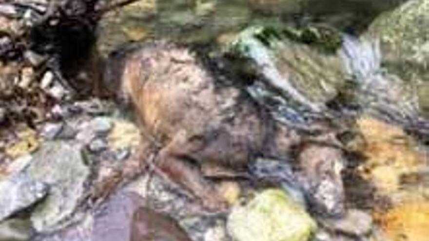 El lobo muerto aparecido el domingo en un río de Somiedo.