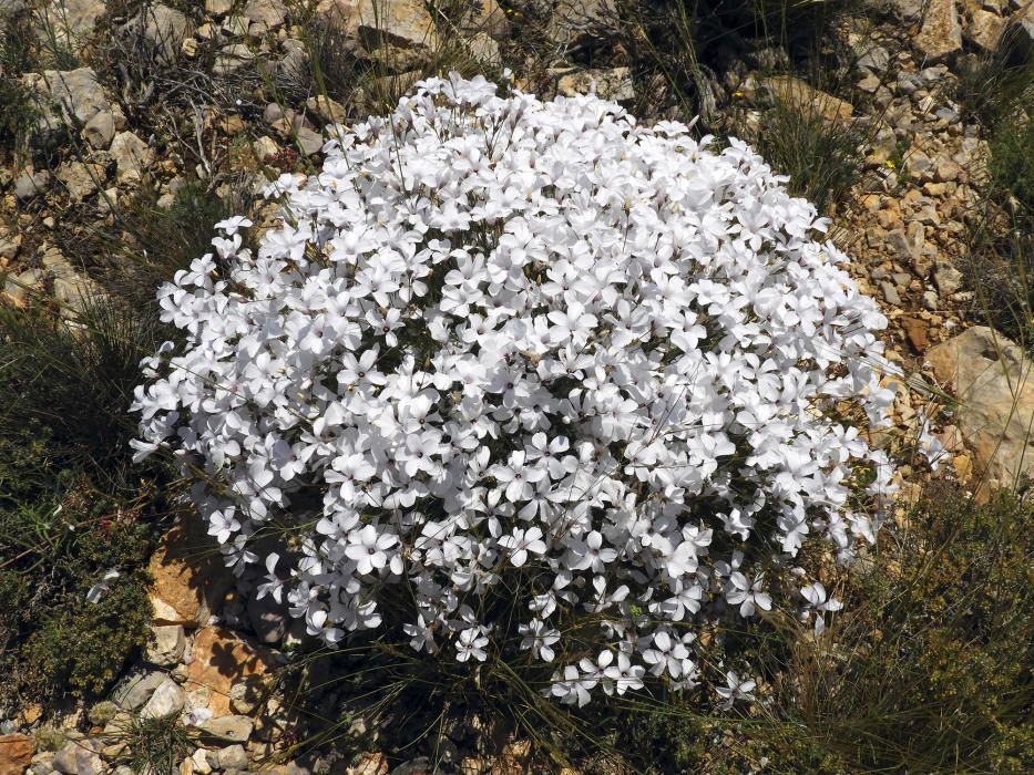 Maleïda. Vistoses plantes d’un blanc pur que converteixen els vessants i els erms en els quals habiten en efímers jardins silvestres.