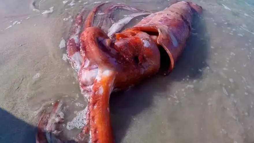 Los últimos momentos del calamar gigante varado en Estaca de Bares